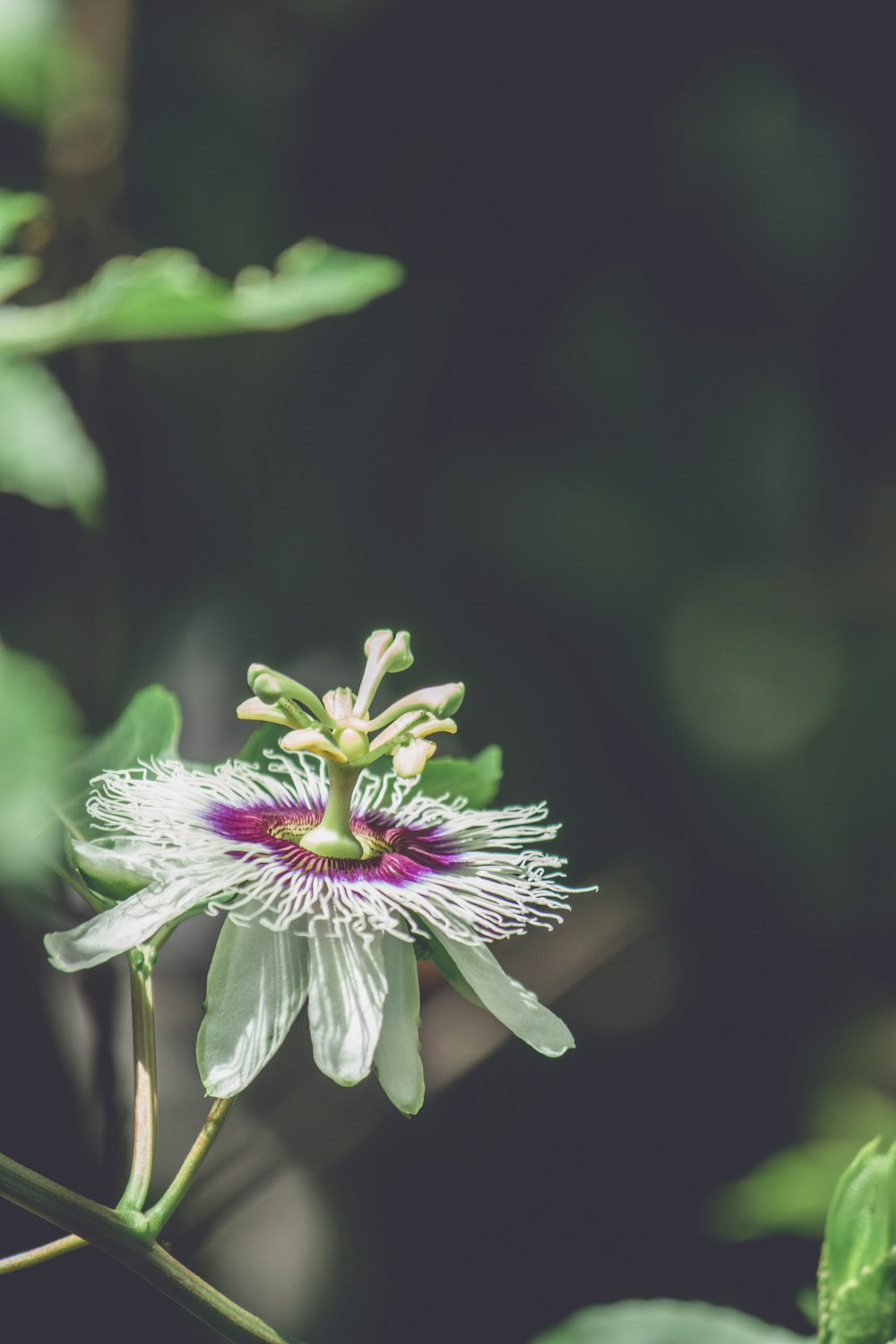 a close up of a flower with a blurry background