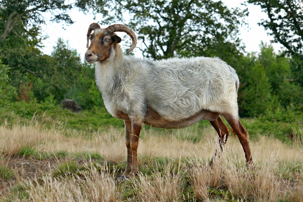 a goat standing in a grassy field with trees in the background
