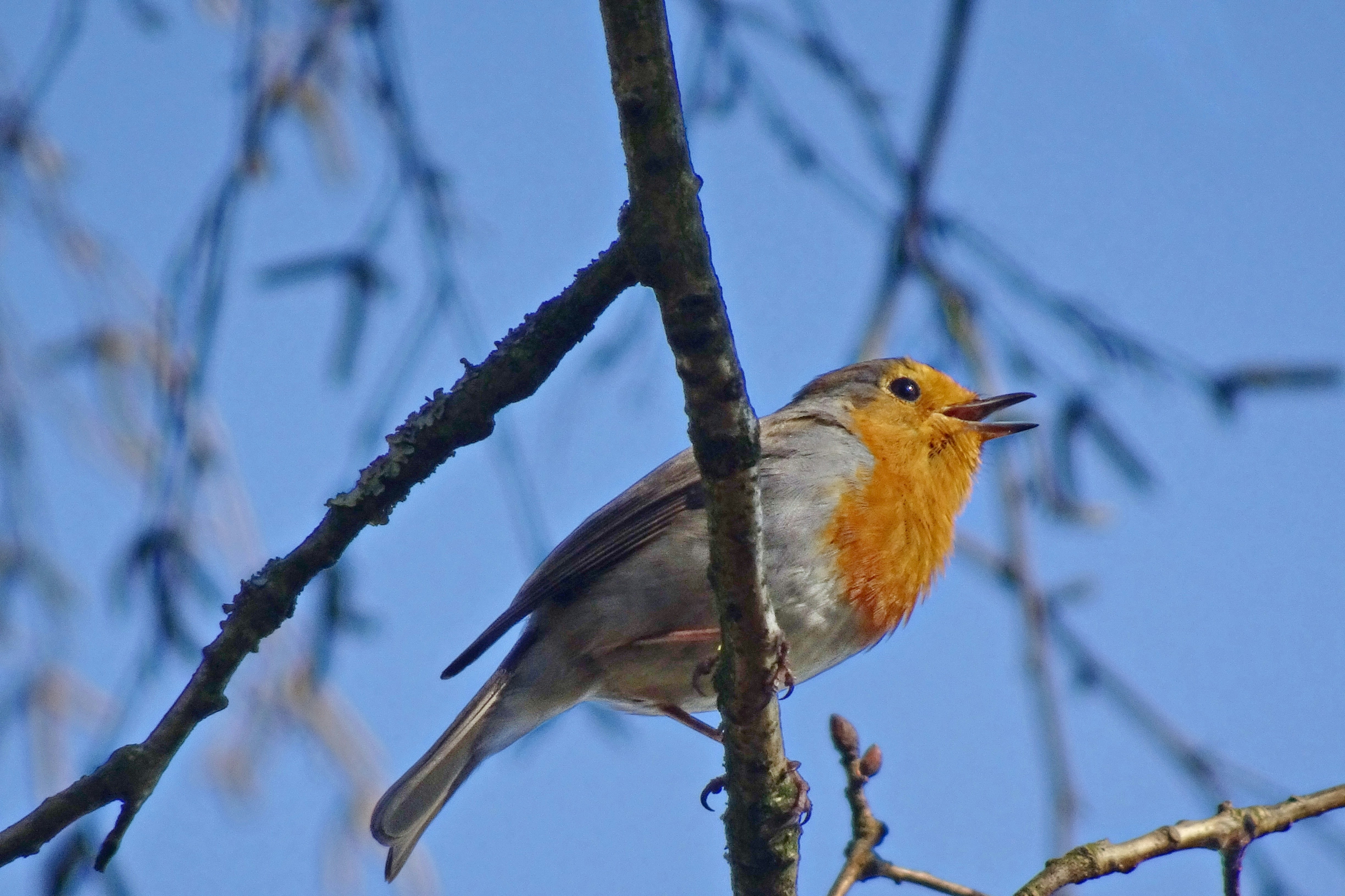 Small European robin perched on a branch against a blue sky, highlighted by sunlight with a clear, shallow depth of field. A natural bird portrait focusing on the species coloring and posture.