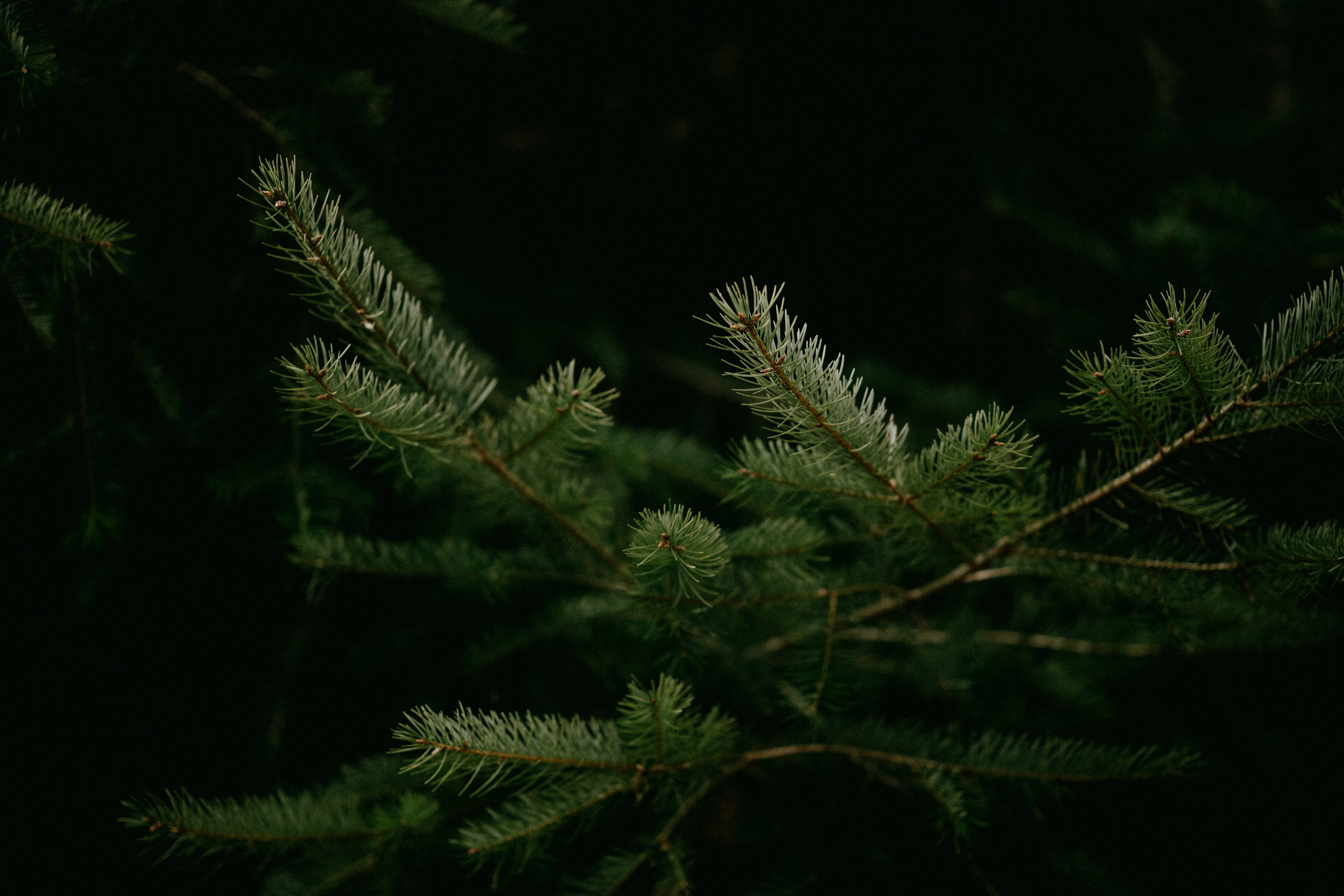 Photo by anniespratt