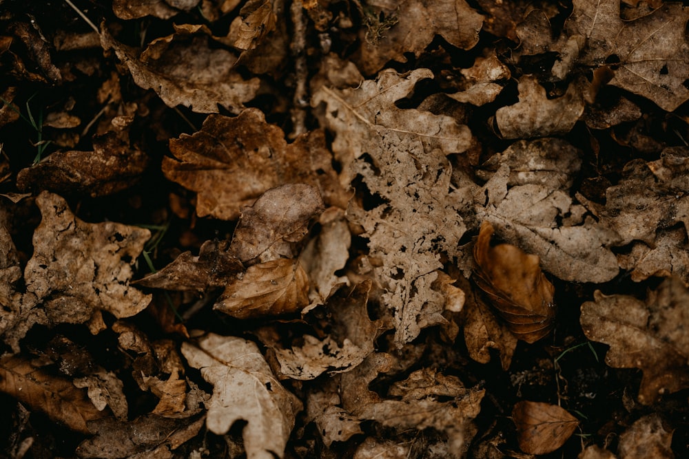 a bunch of leaves that are on the ground