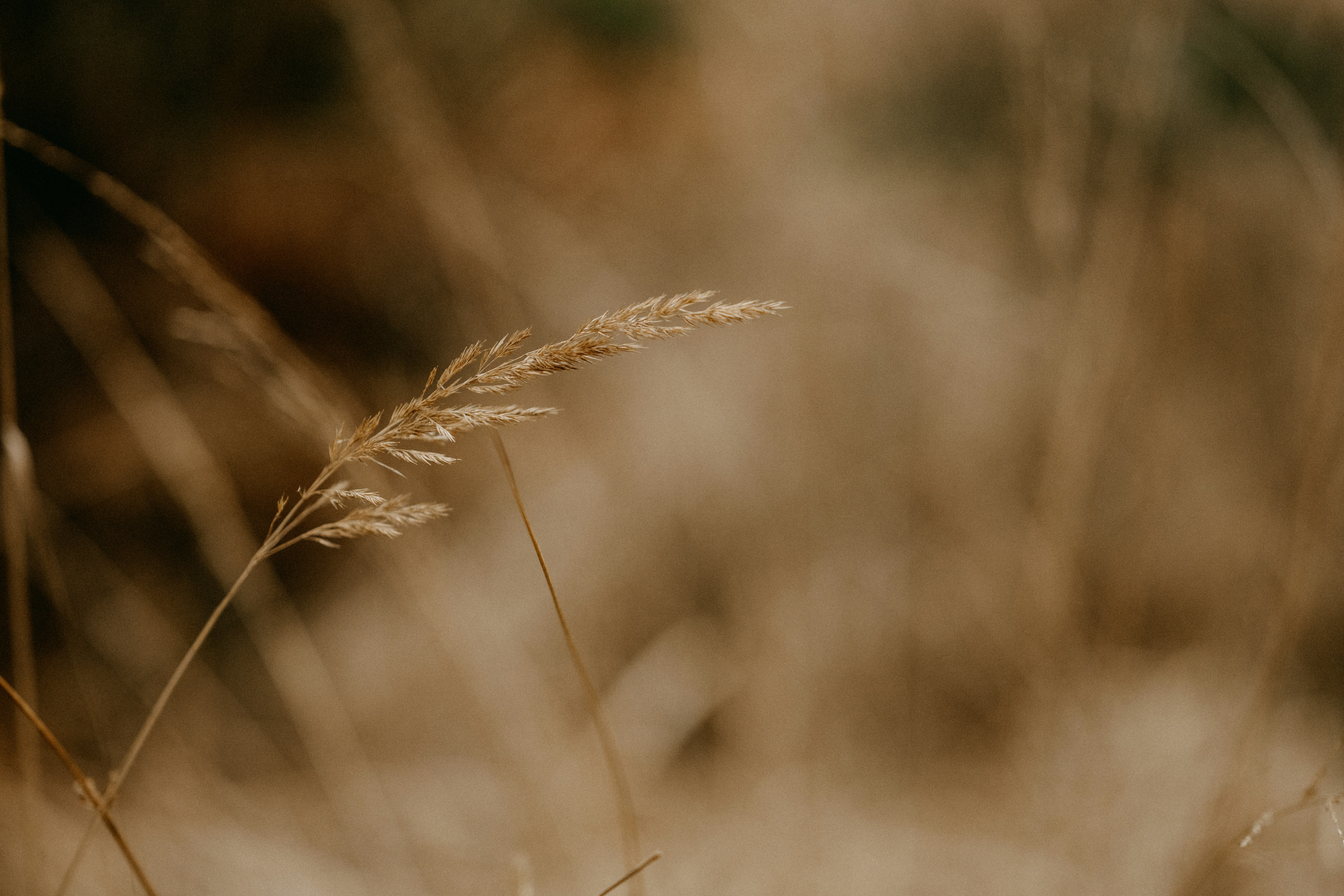 Photo by anniespratt