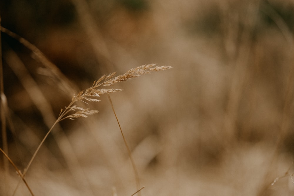 a close up of a plant with a blurry background