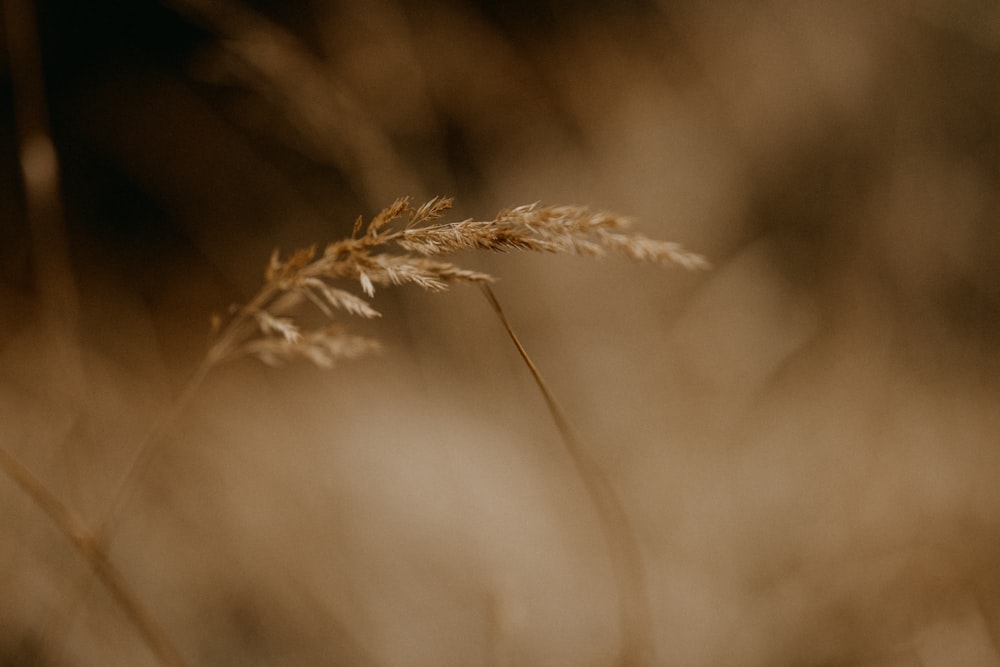 a close up of a plant with a blurry background