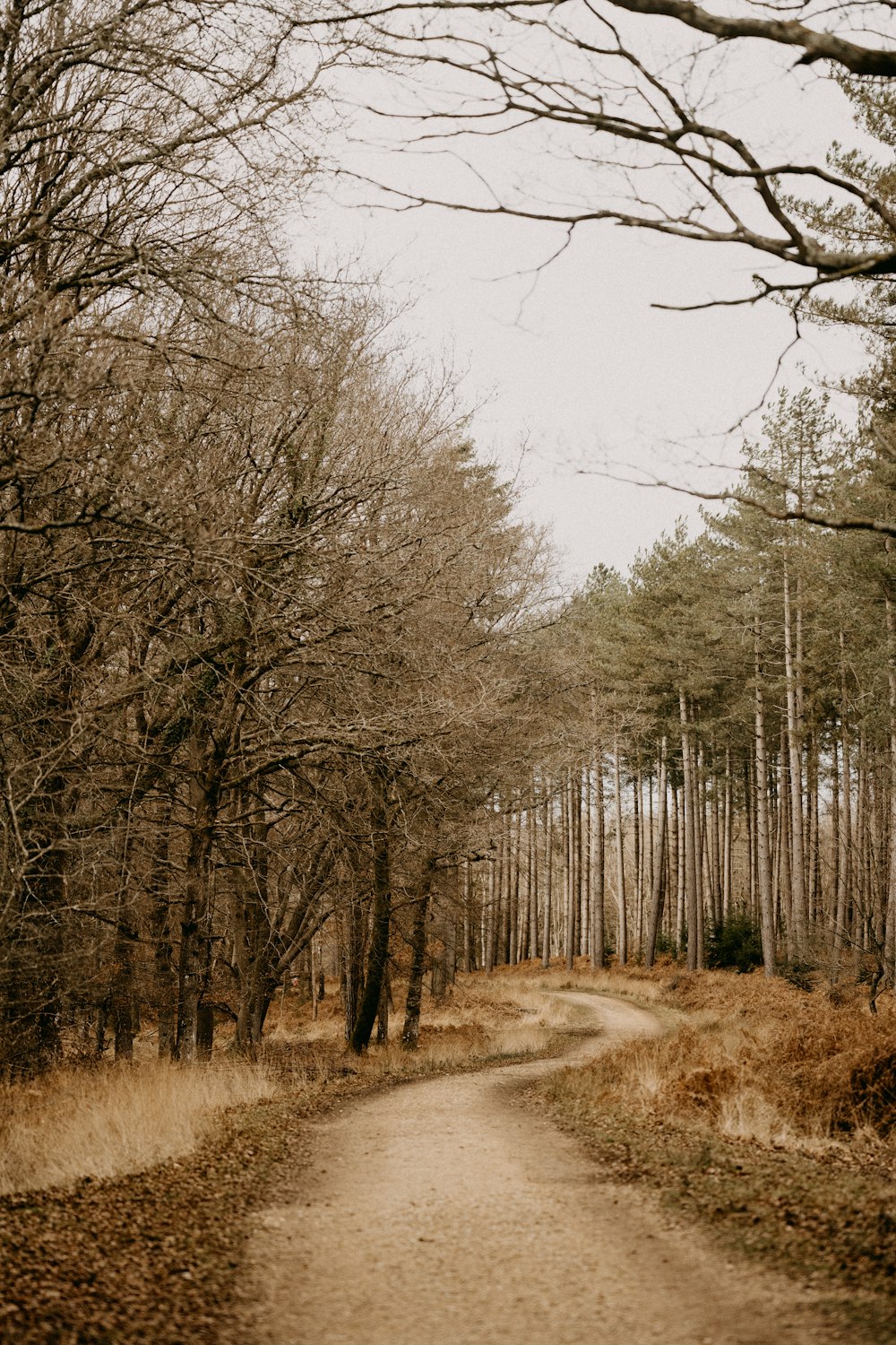 Una strada sterrata in mezzo a un bosco