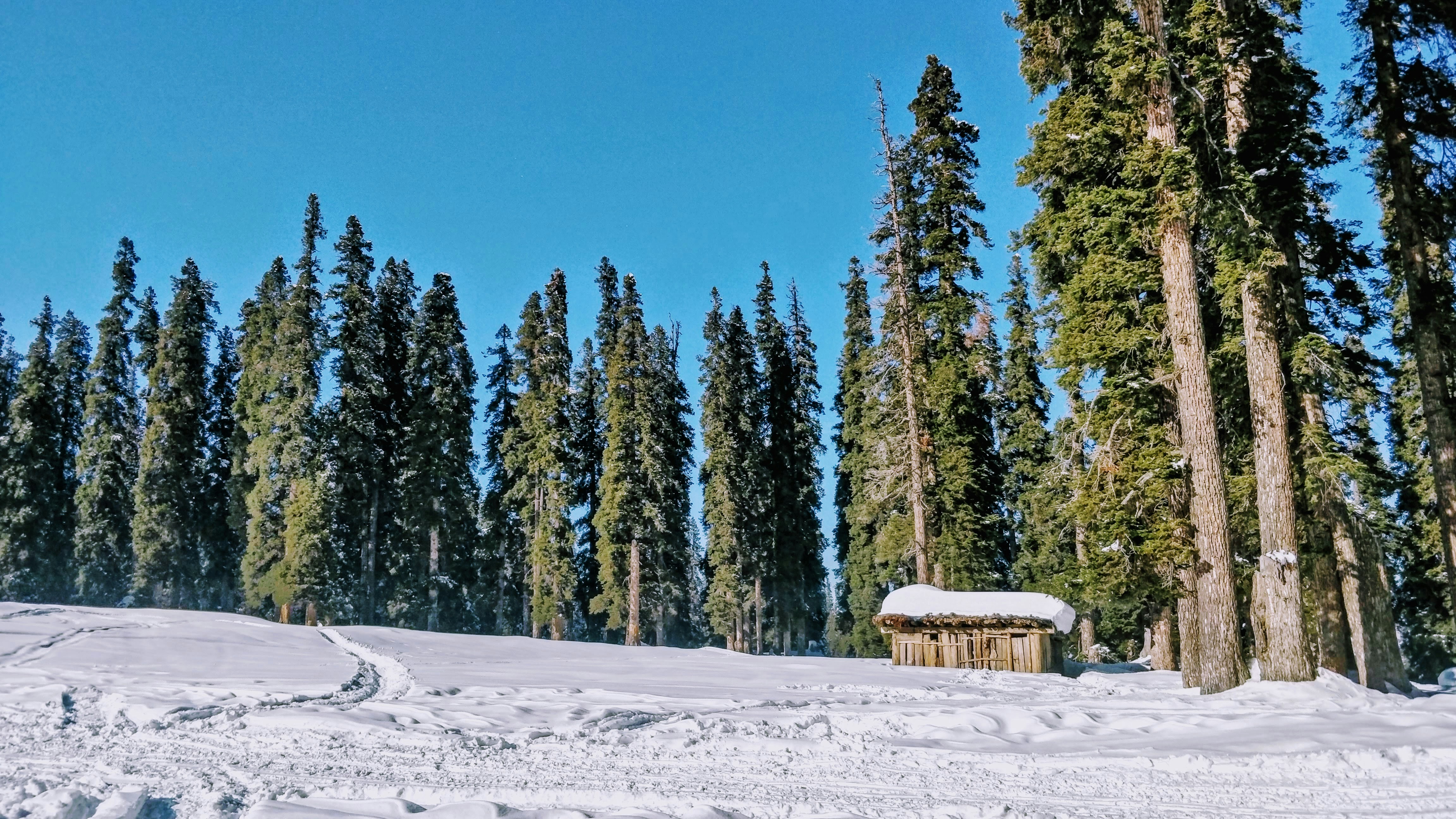 snowy forest wallpaper, wallpaper, Winter Hammock Camping: Essential Tips for the Snow 3