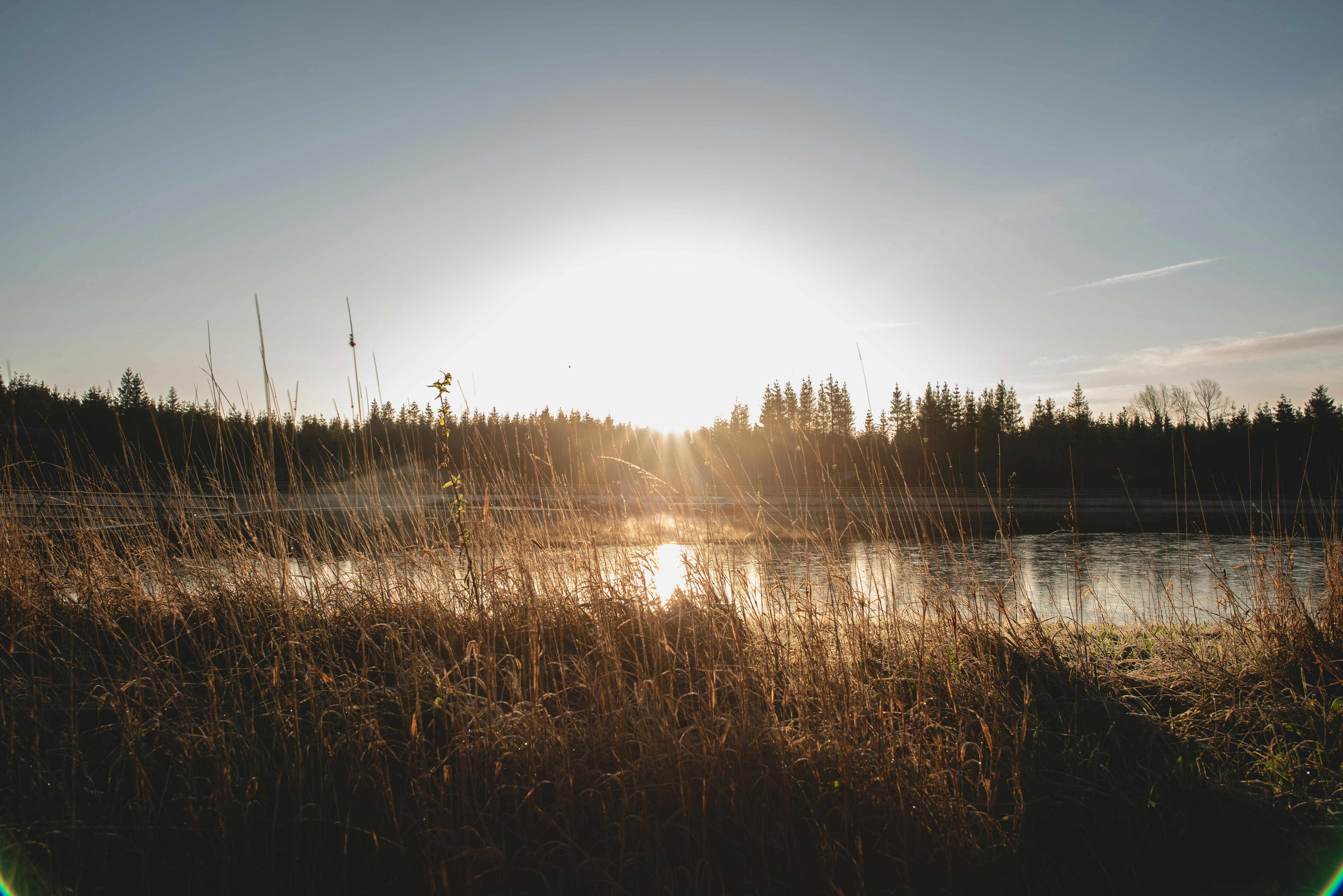 the sun is setting over a lake with tall grass