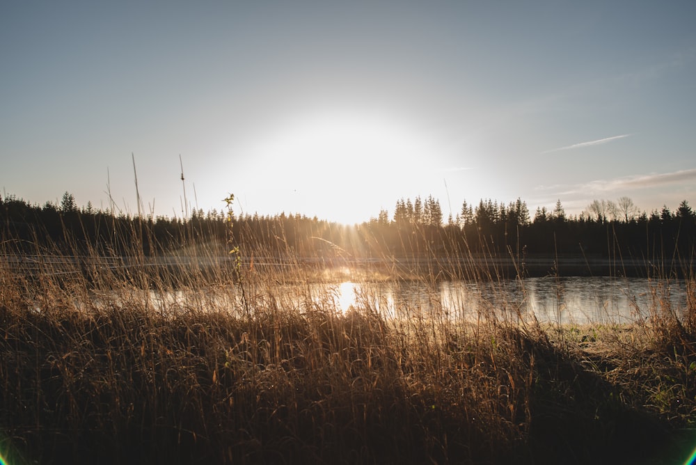 the sun is setting over a lake with tall grass