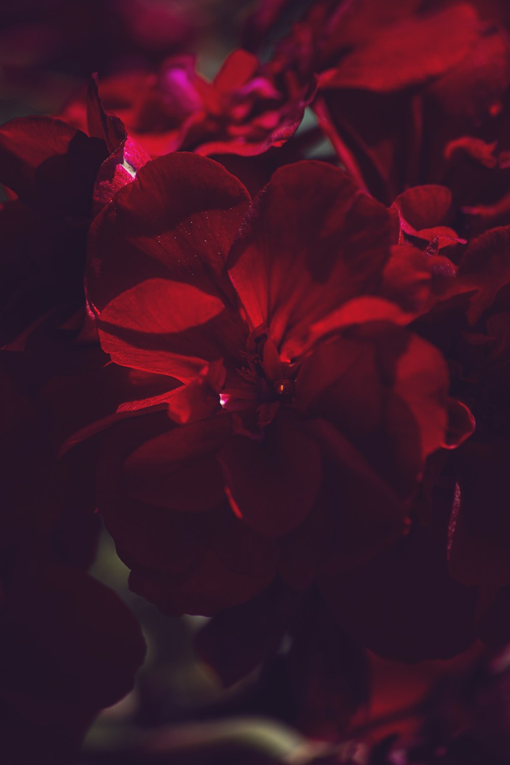 花瓶にある赤い花の束