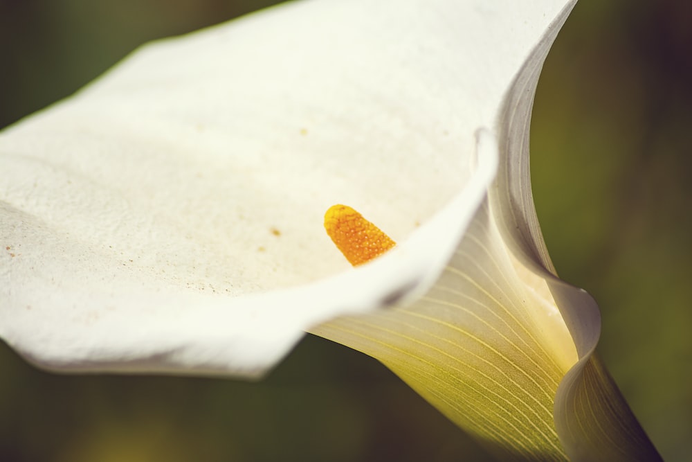 a close up of a white flower with yellow stamen