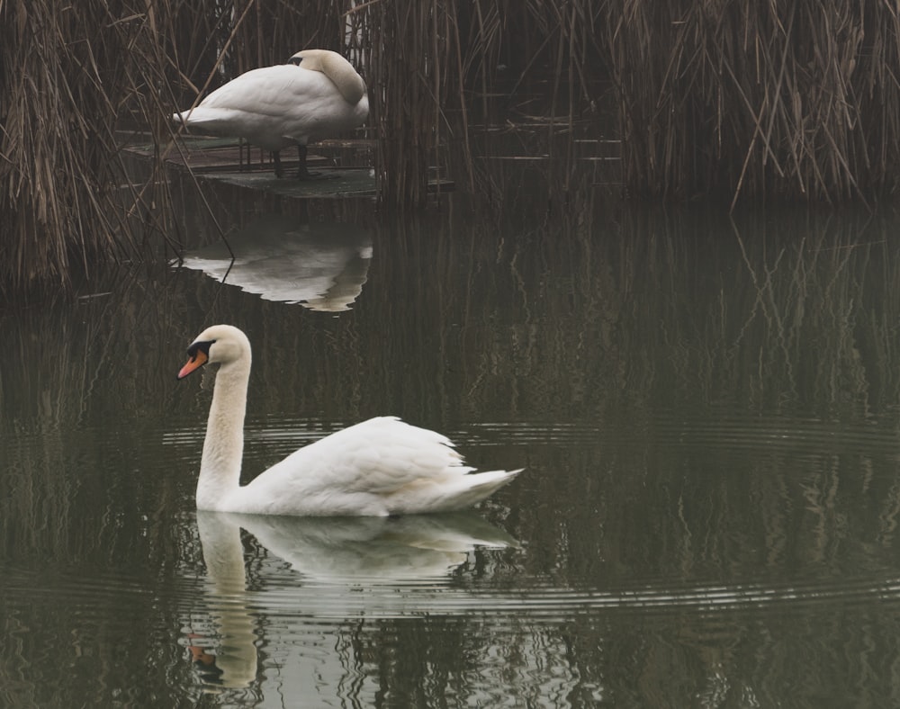 a couple of swans swimming in a lake