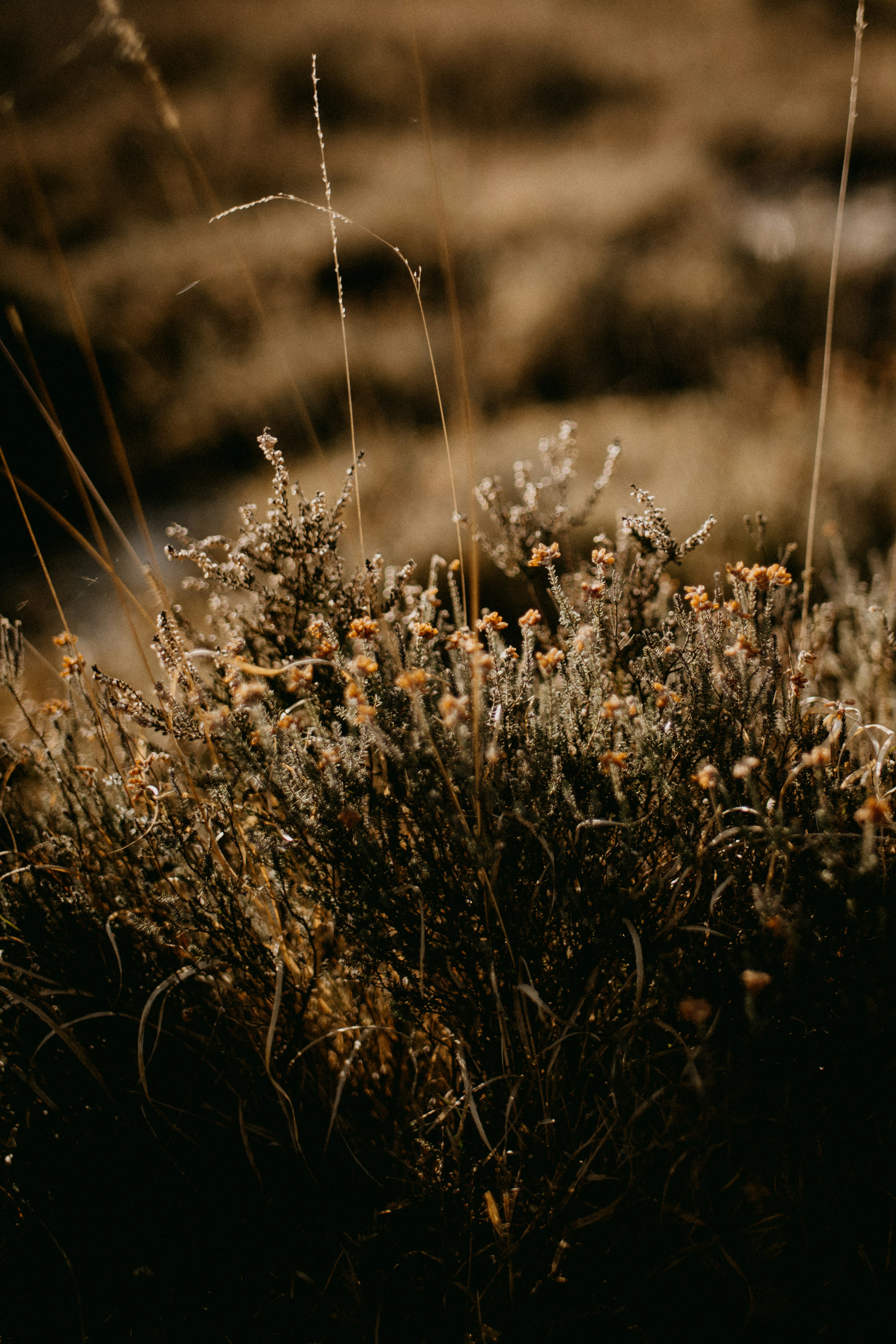 Photo by anniespratt