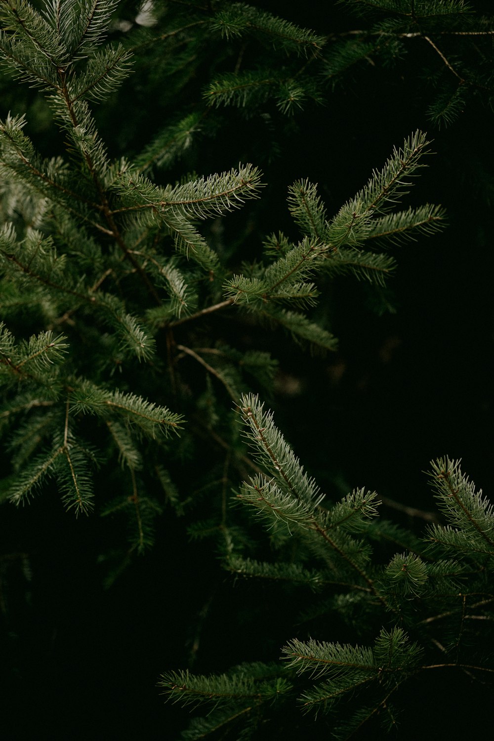 a close up of a pine tree branch