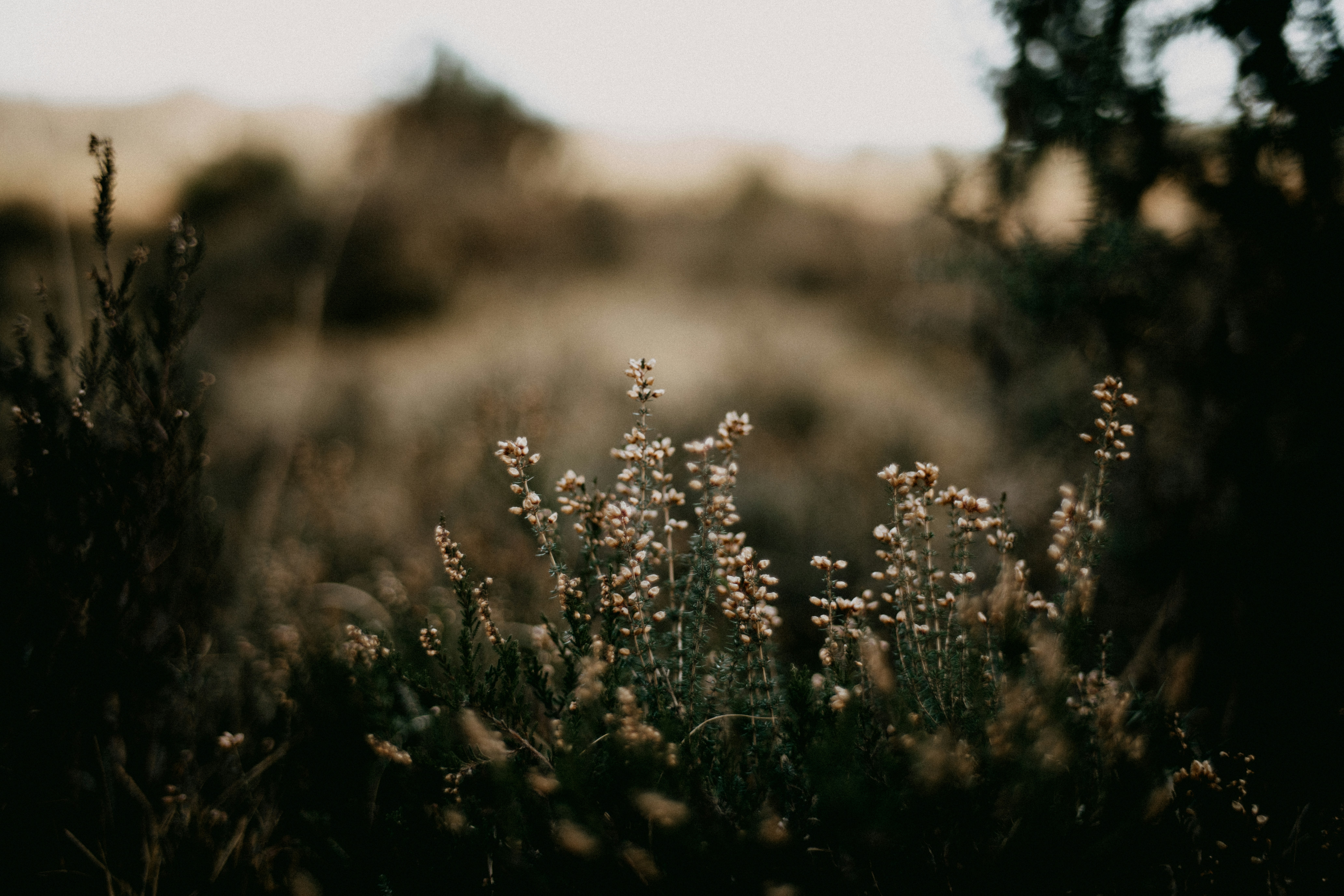 Photo by anniespratt