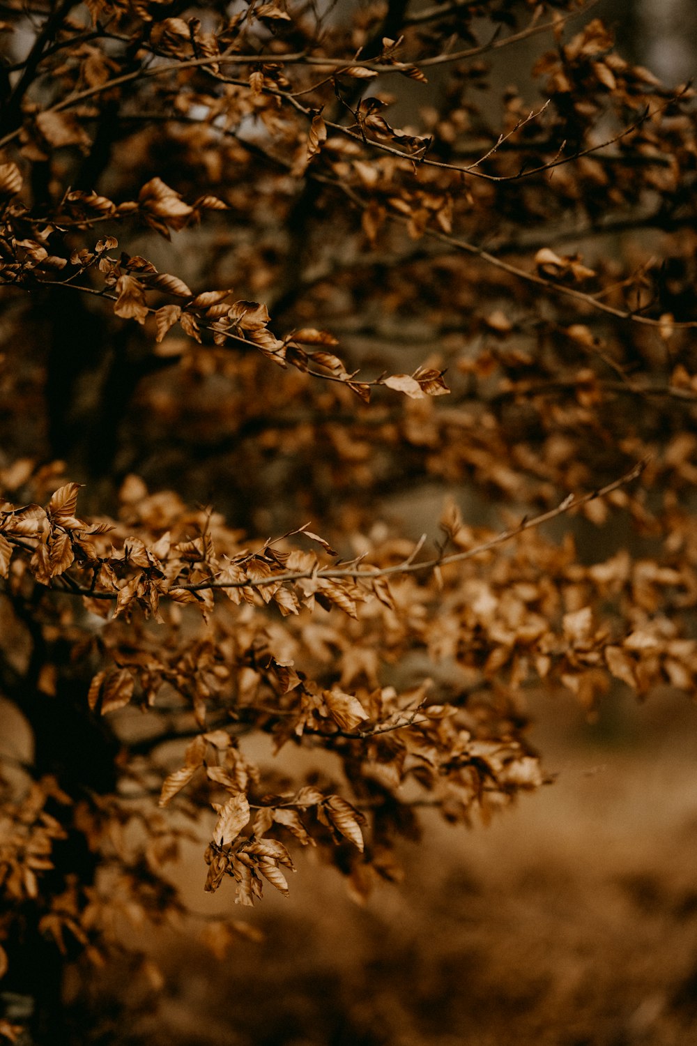 a close up of a tree with brown leaves