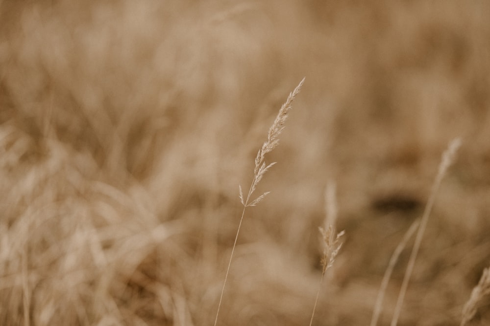 a close up of a plant in a field