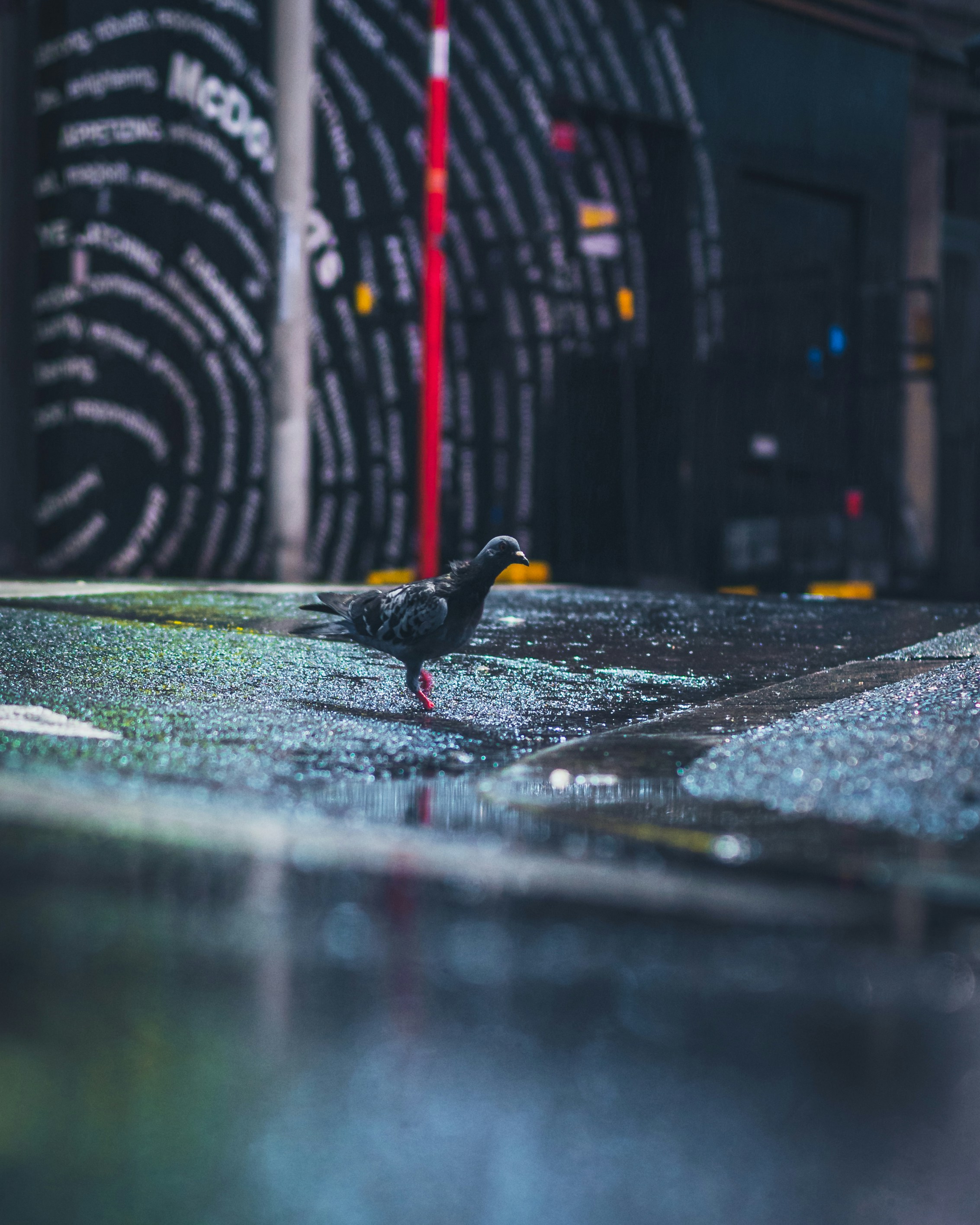 a small bird standing on a wet floor