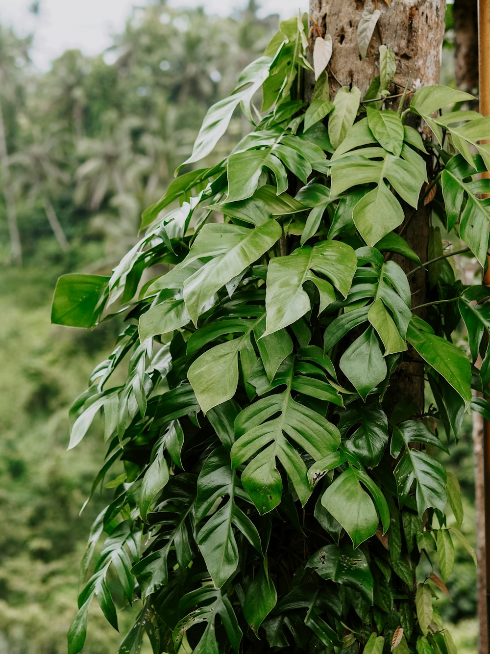 a large green plant hanging from the side of a tree