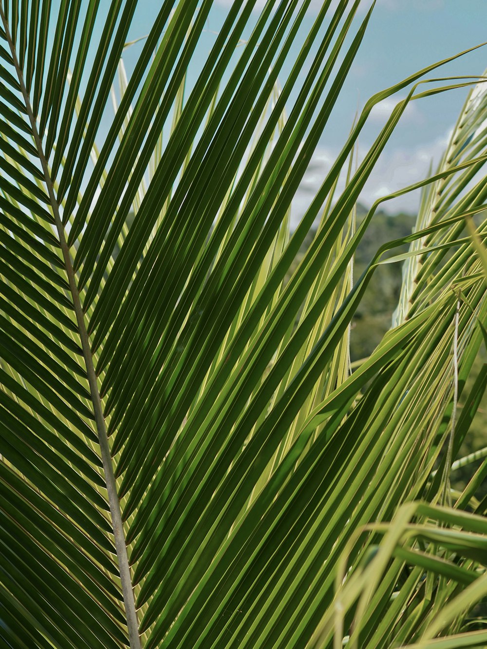 Un primer plano de una palmera con un cielo azul en el fondo