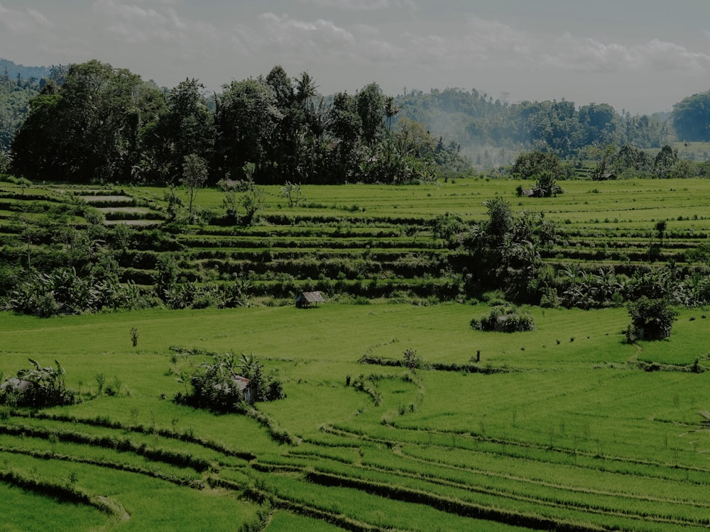 a lush green field with trees in the background