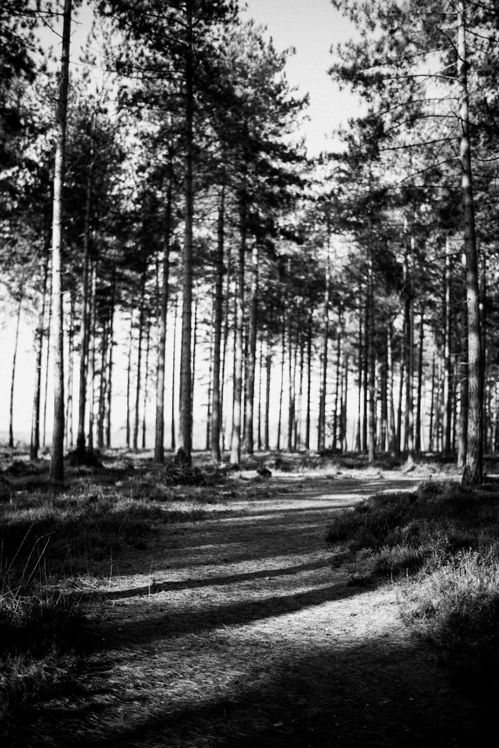 Una foto in bianco e nero di un sentiero nel bosco