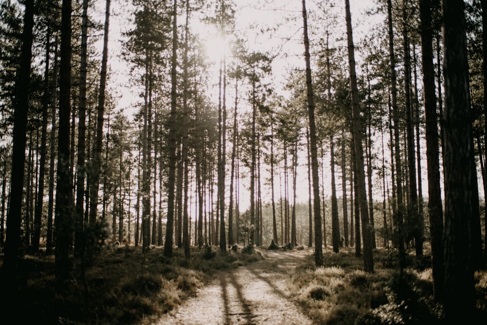 Un sendero en medio de un bosque rodeado de árboles altos