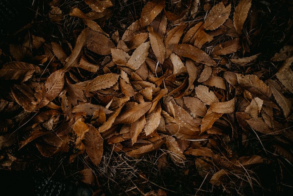 a pile of brown leaves on the ground