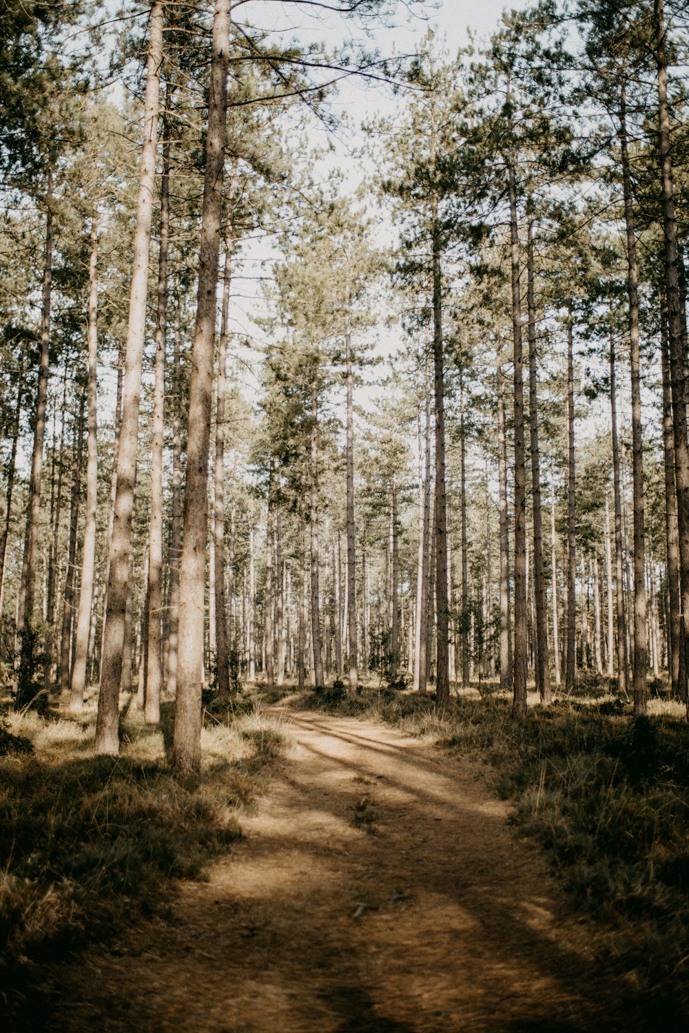 Una strada sterrata in mezzo a un bosco