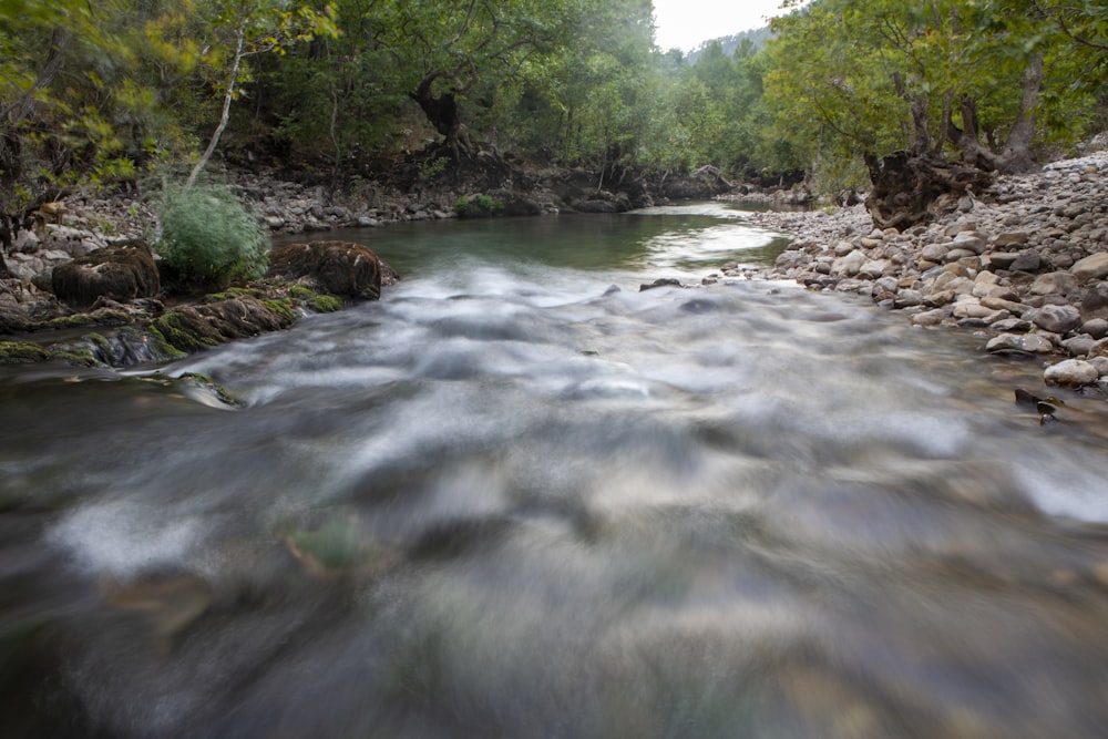 a river running through a lush green forest