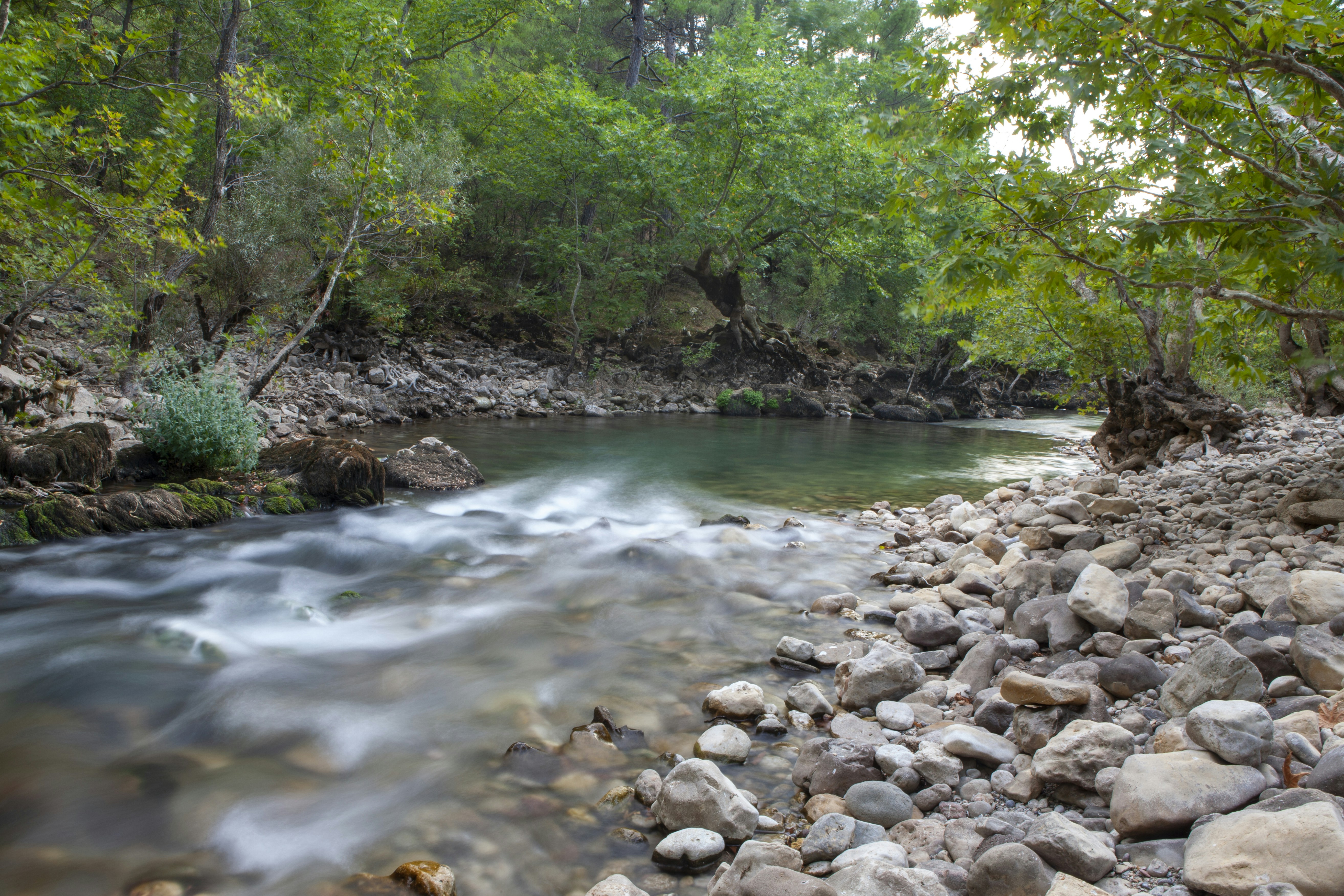 Une rivière qui coule à travers une forêt verdoyante photo – Photo La ...