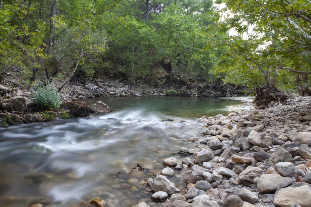 a river running through a lush green forest