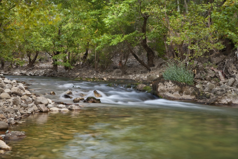 a river running through a lush green forest