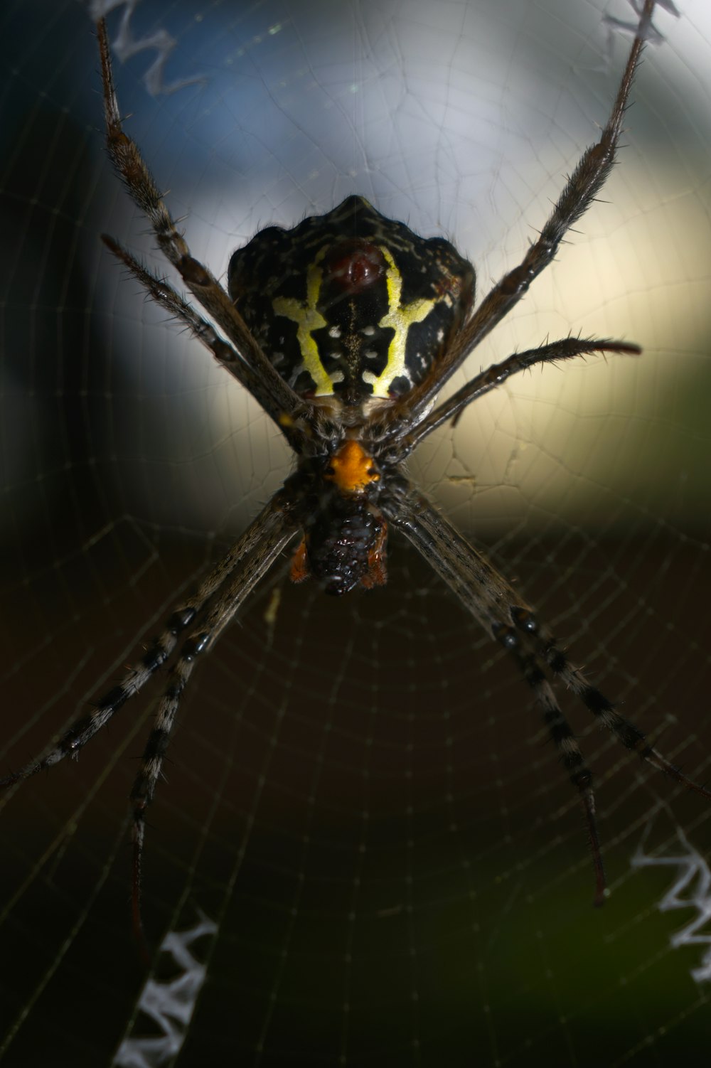 a close up of a spider on its web