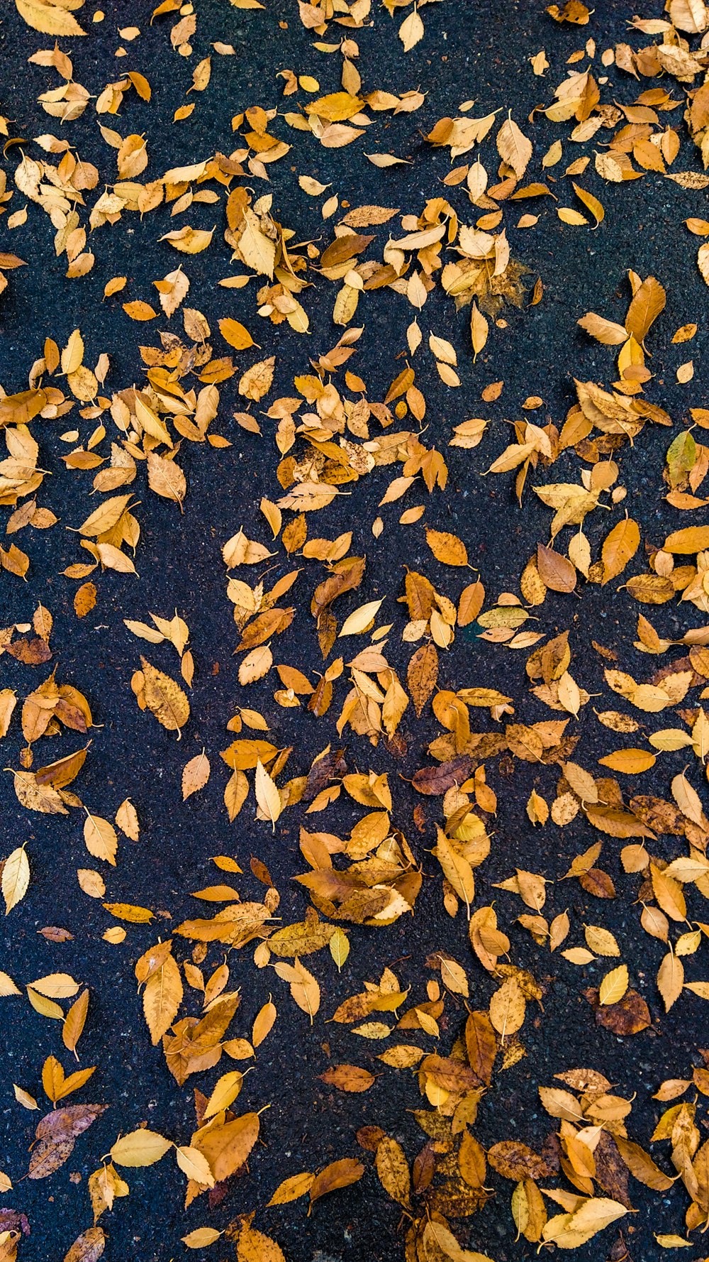 a bunch of leaves that are laying on the ground