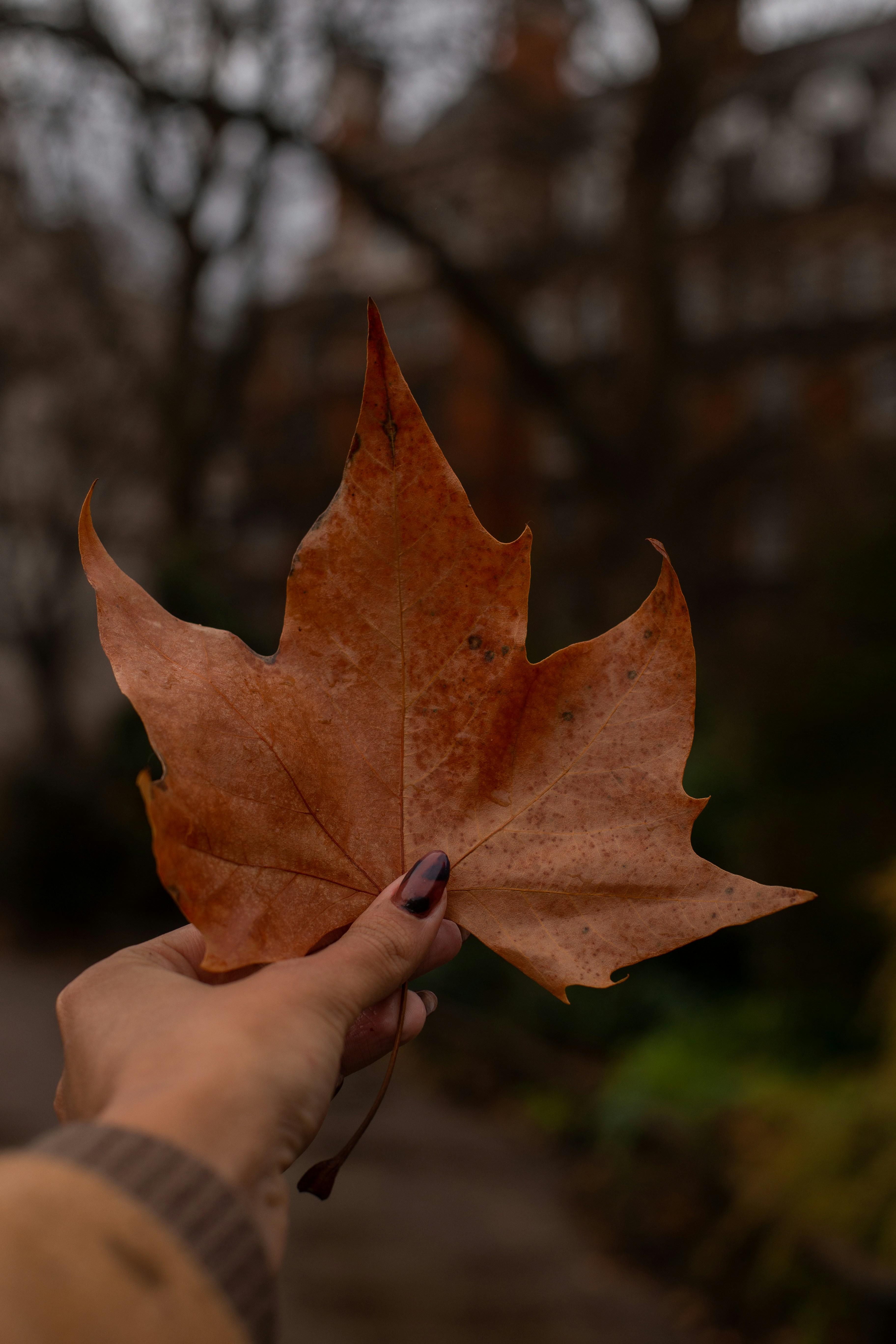 Photo by carolineveronez