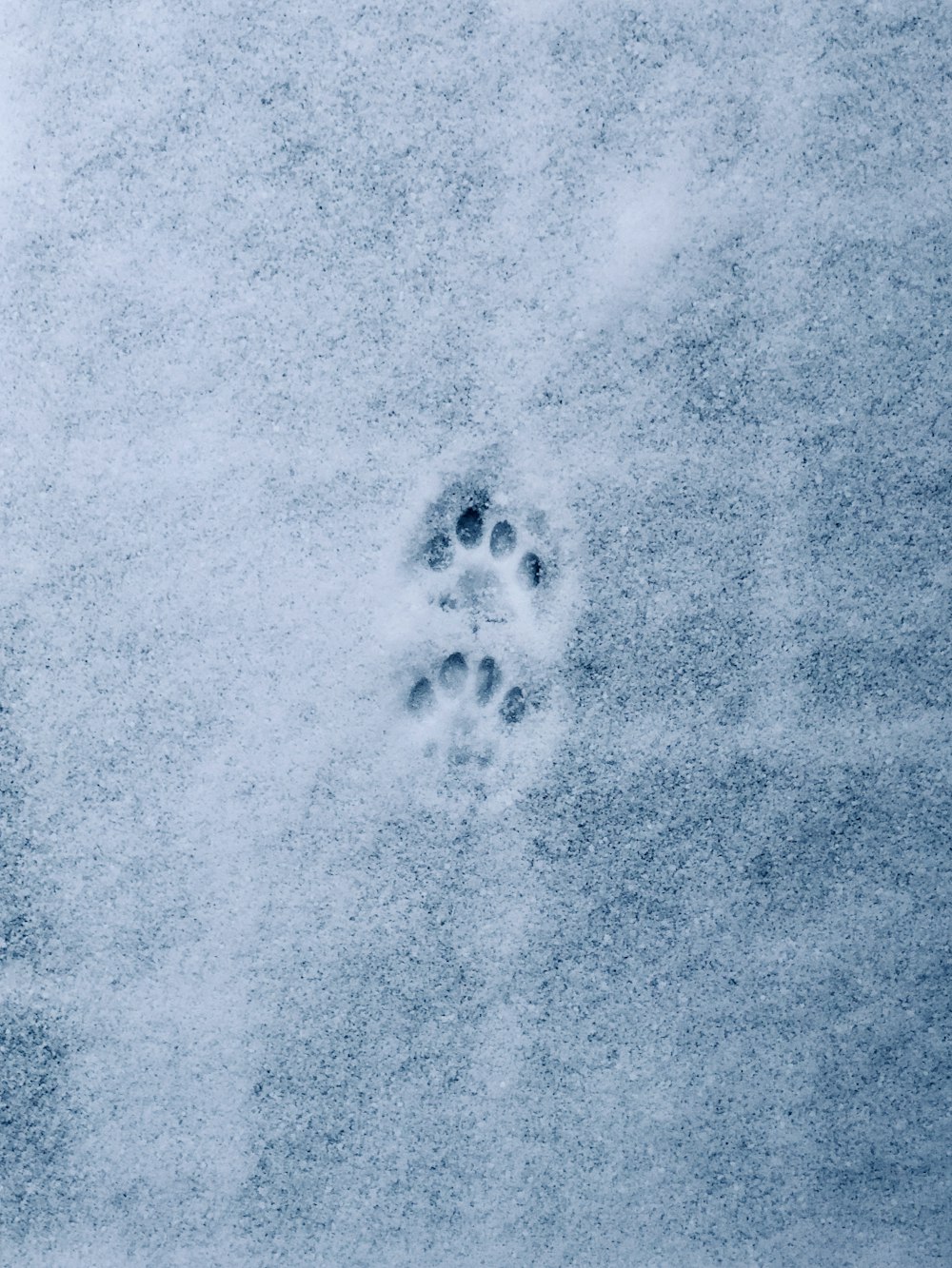 a dog's paw prints in the snow