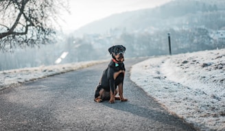 a black and brown dog sitting on the side of a road