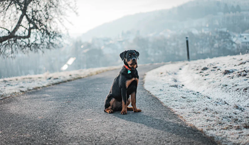 Yol kenarında oturarak bekleyen itaatli bir Rottweiler