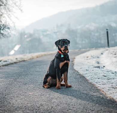 a black and brown dog sitting on the side of a road