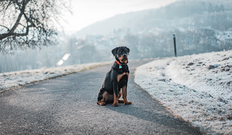 Rottweiler aventurero - alimento premium House Barf Quindío Colombia