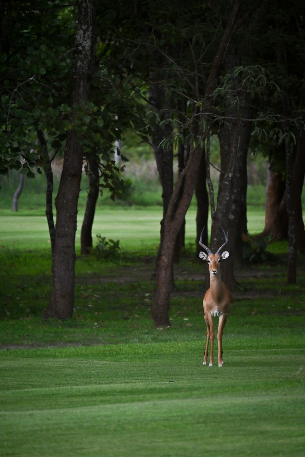 a deer standing in the middle of a lush green field