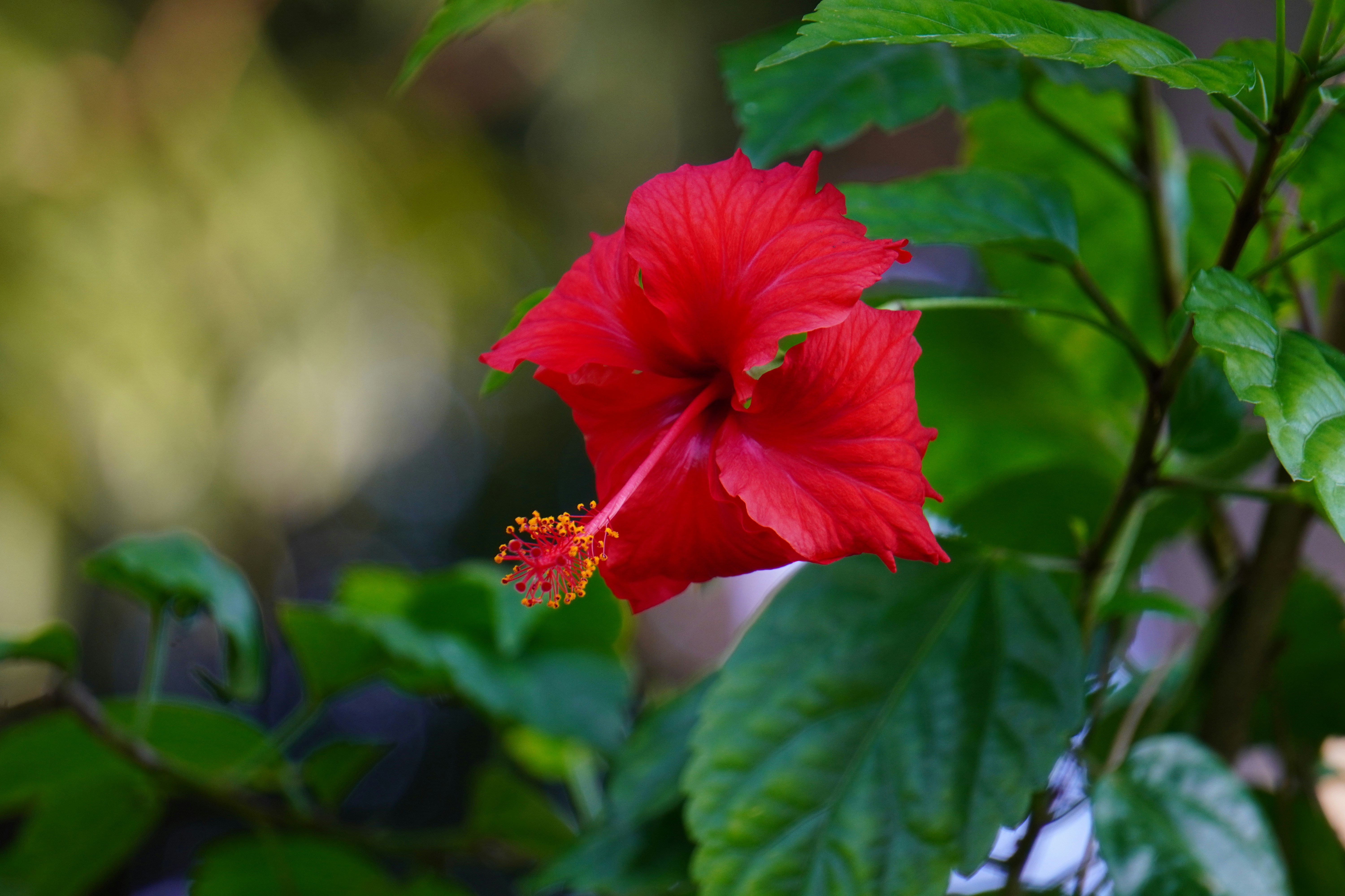 Photo by abdulkayum97