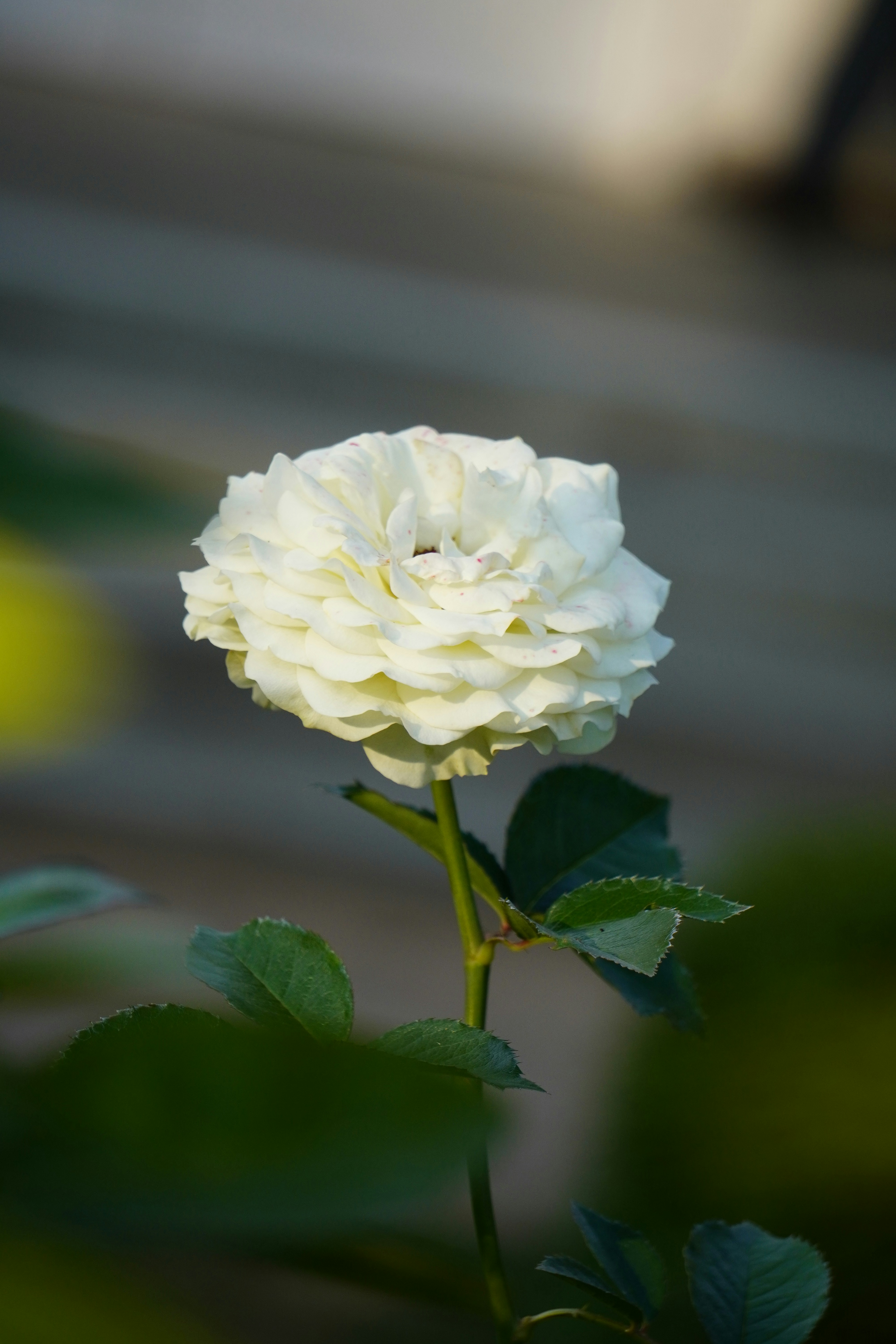 Photo by abdulkayum97