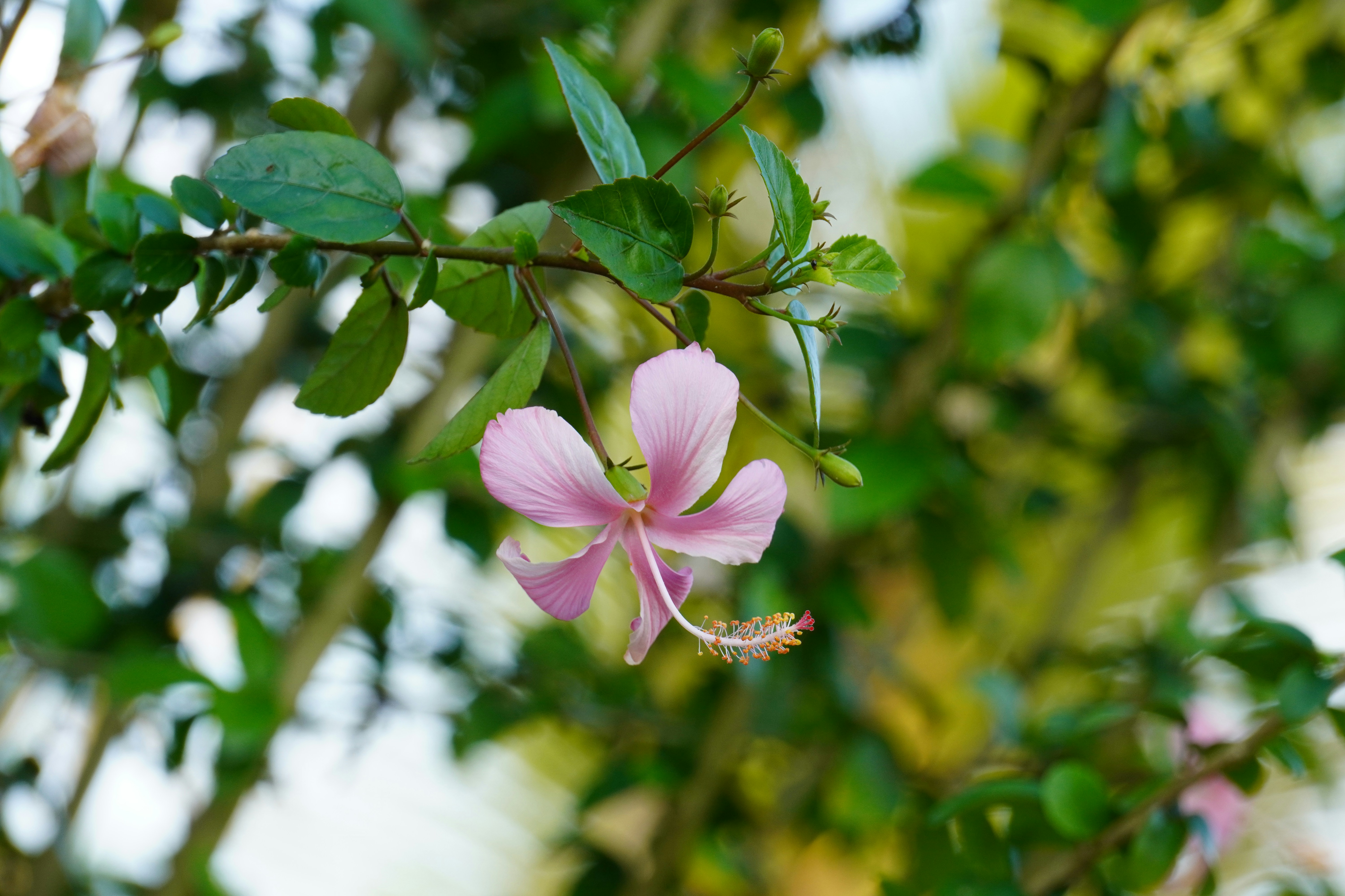 Photo by abdulkayum97