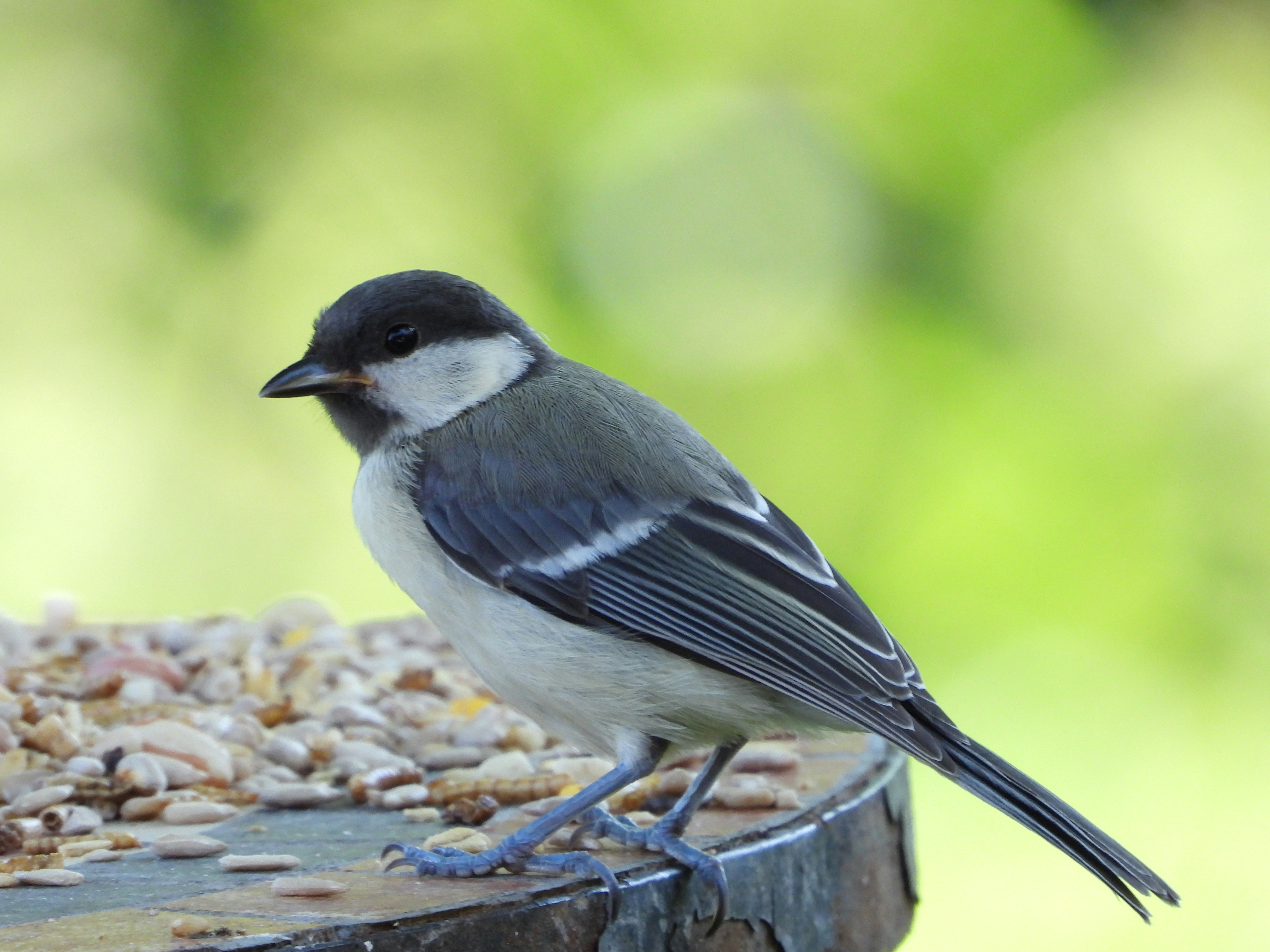 Photo by A.R. Khalid in our Garden in Germany.