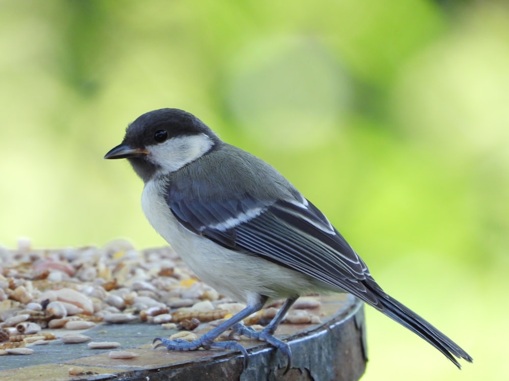 a small bird sitting on top of a bird feeder