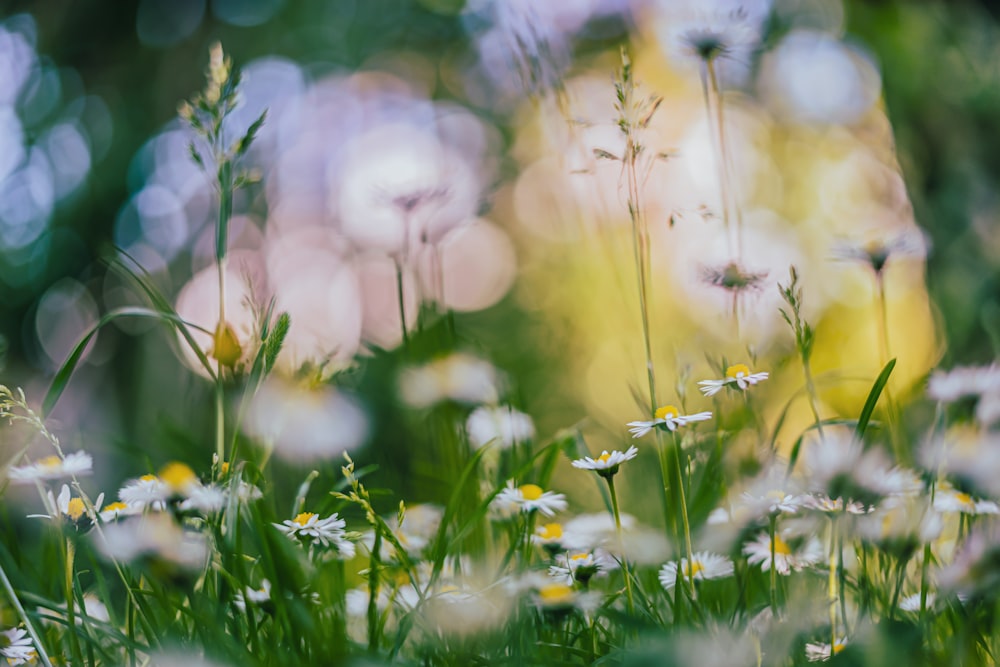 a field of daisies and other wildflowers