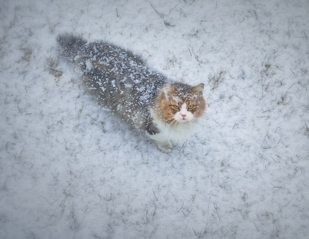 a cat standing in the snow looking up