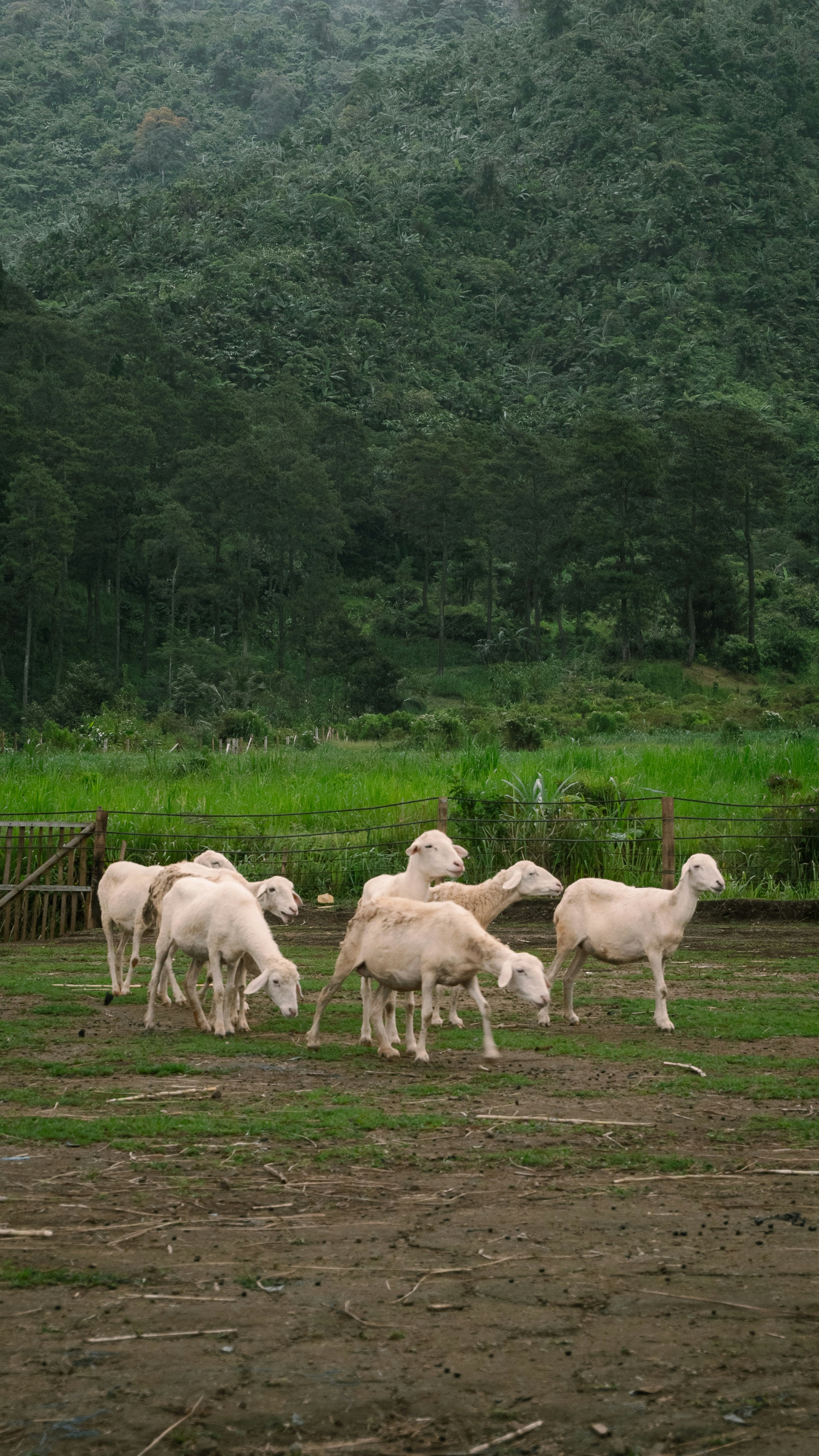 a herd of sheep standing on top of a lush green field
