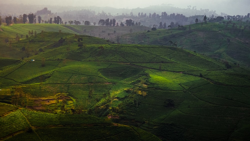 a view of a lush green hillside covered in trees